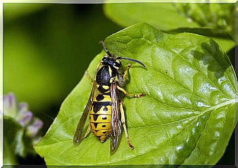 Vespula germanica on leaf 