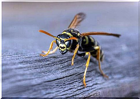 American wasp