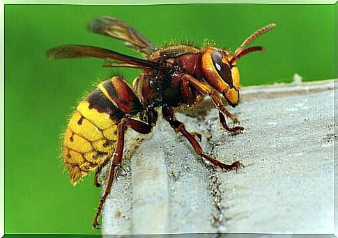 Hornet among wasp species