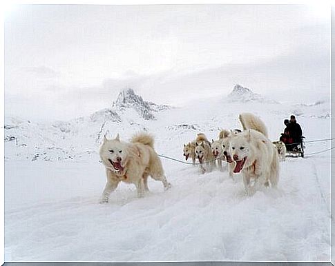 Let's find out what mushing is