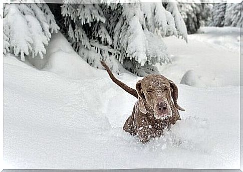 dog in the snow