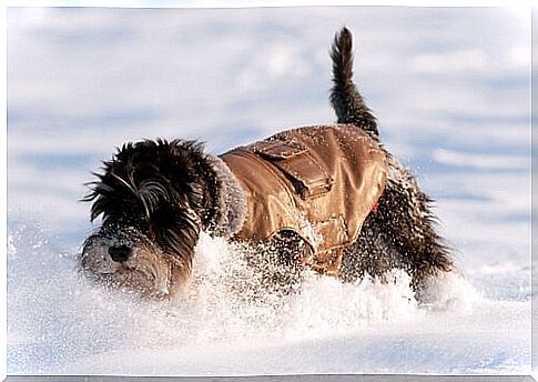 dog in the snow with coat 