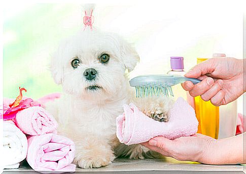 a master does the grooming of a poodle 