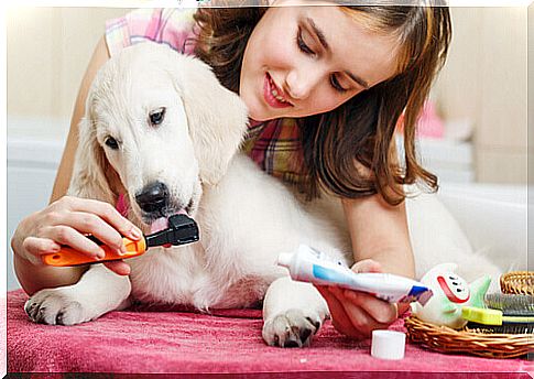 a mistress brushes her dog's teeth