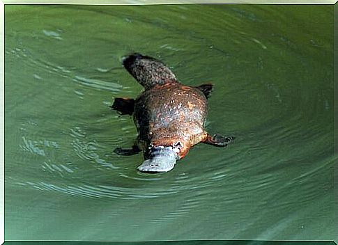 A platypus afloat