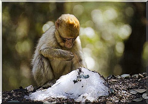 Monkeys with more friends cope better with winter