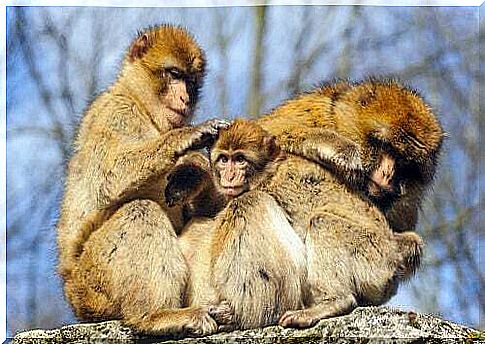 Monkeys with more friends cope better with winter