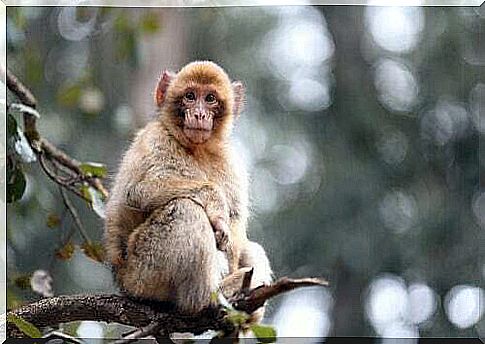 Macaque of Gibraltar