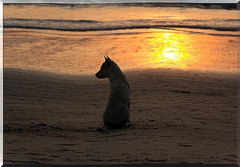 mourning dog on the sunset beach