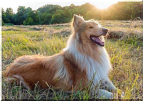 Collie between movies to watch with your dog