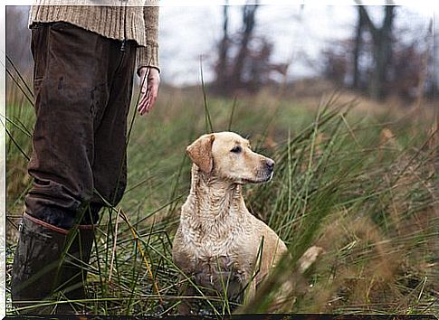 Names for hunting dogs