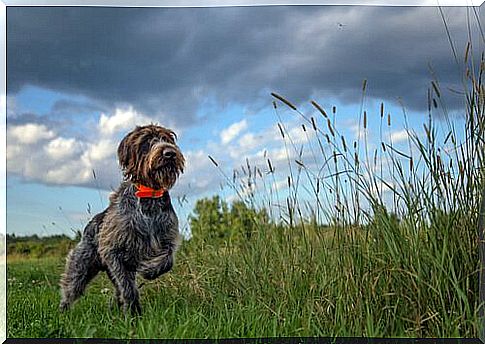 Hunting dog on the meadow