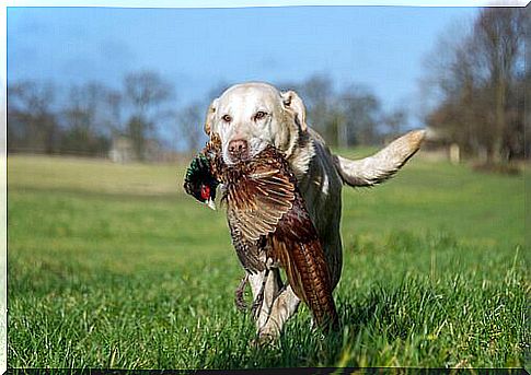 Hunting dog with pheasant in the mouth