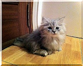 Napoleon cat, a sweet short-legged kitten