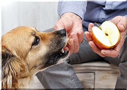 dog - apple