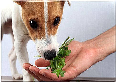 dog-eating-vegetables