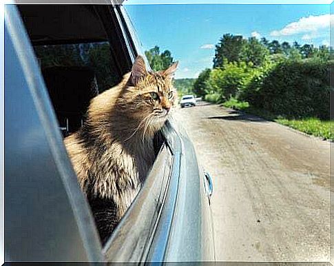 Cat in the car