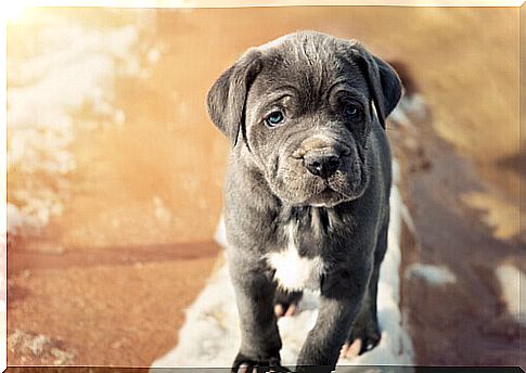 Neapolitan Mastiff, the peaceful colossus