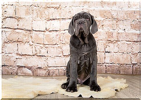 sitting Neapolitan mastiff puppy