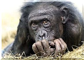 Face of chimpanzee.