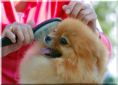 dog-with-perfume