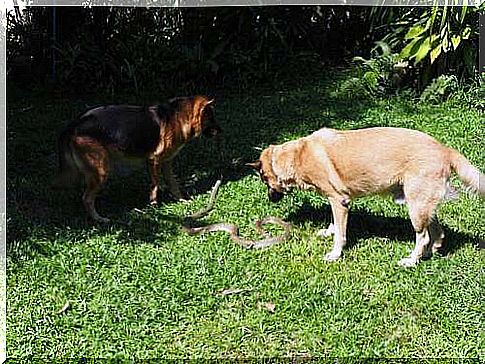 Dogs play with a snake.