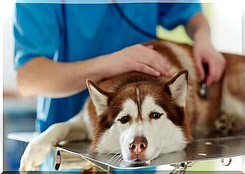 Husky dog ​​at the vet