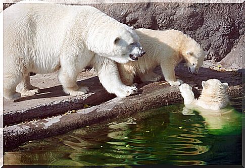 Polar bears and global warming