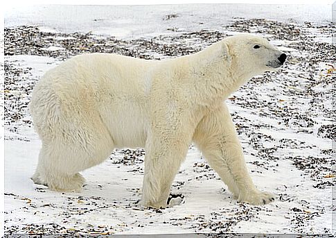 polar-bear-on-the-snow