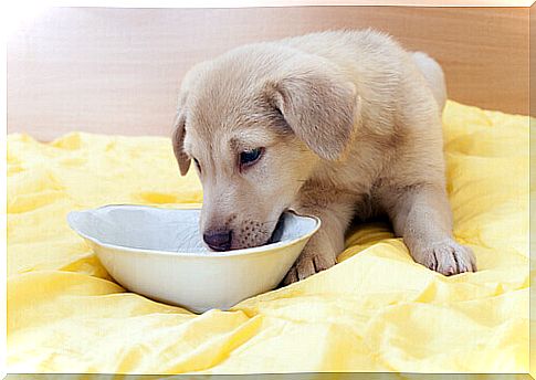 Making a weaning meal for puppies