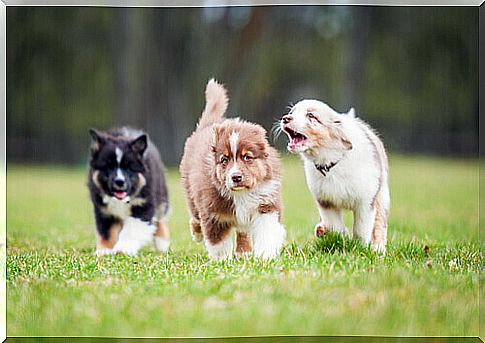 Dogs running in the meadow