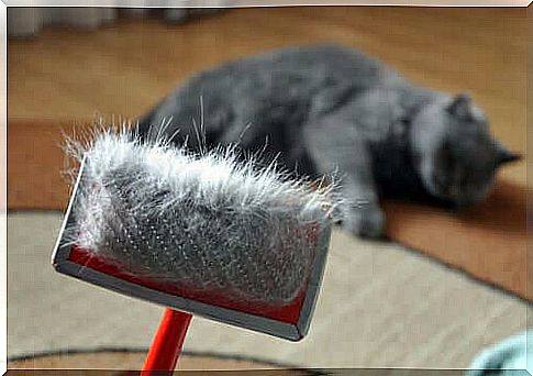 Brush the cat to prevent hairballs