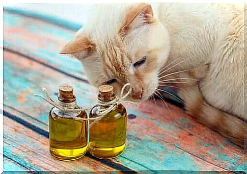 Olive oil for cats to prevent hairballs