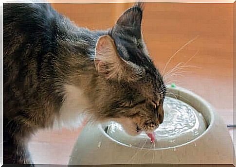 Cat drinking