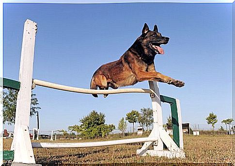 Professional training of the Belgian shepherd Malinois