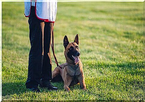 a trainer with a seated Belgian Shepherd Malinois