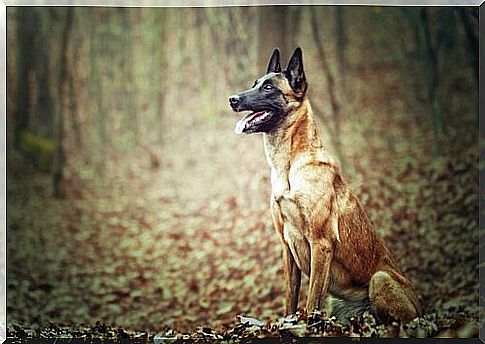 a Belgian Malinois shepherd sitting on the leaves of a wood