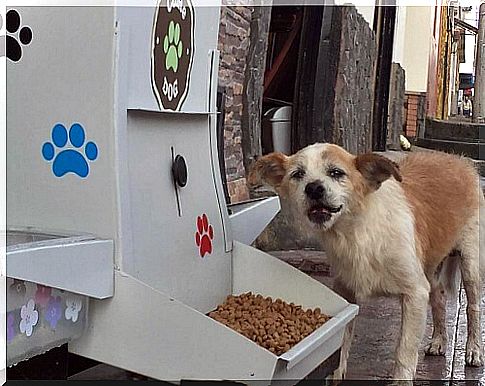 Public feeders feed 6,000 dogs in Colombia