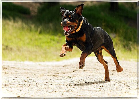 Professional Rottweiler training