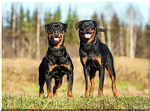 Pair of Rottweilers