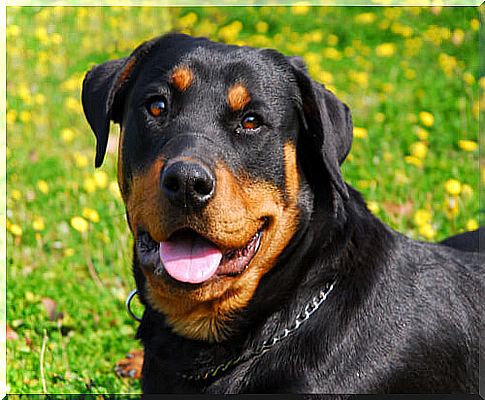 Rottweiler on flowery meadow