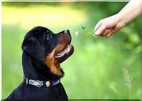 Rottweiler looks at flower offered by person