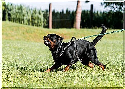 Aggressive Rottweiler on a leash