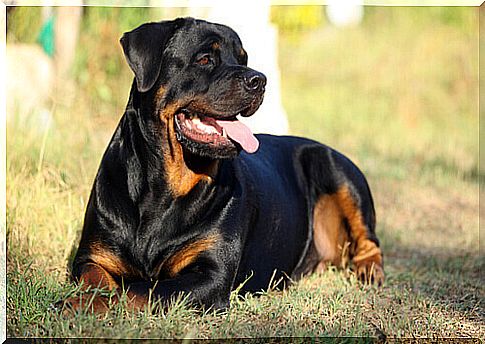 Rottweiler lying down