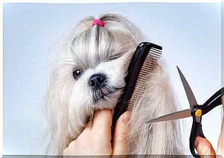 Grooming a dog.