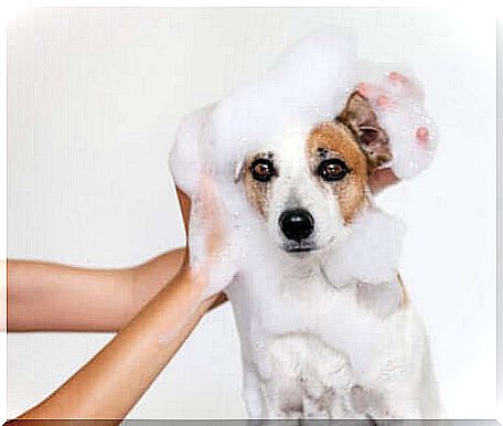 Washing a dog.