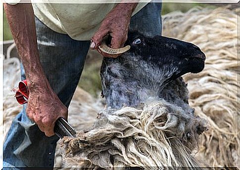 Sheep shearing: details and curiosities