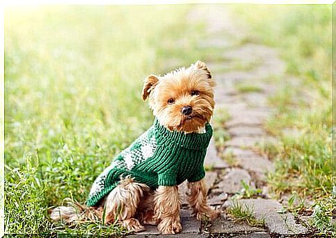 a little dog in a sheepskin sweater