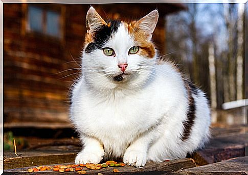 Signs of aging in cats