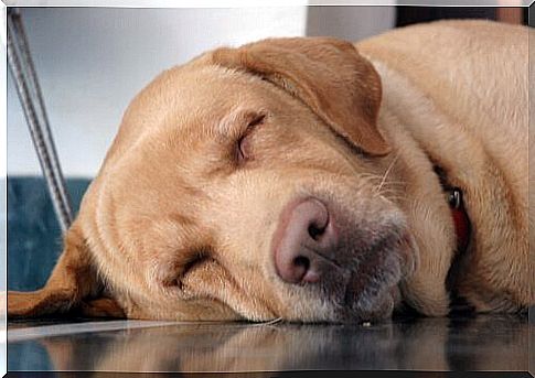 Elderly dog ​​sleeps on the floor